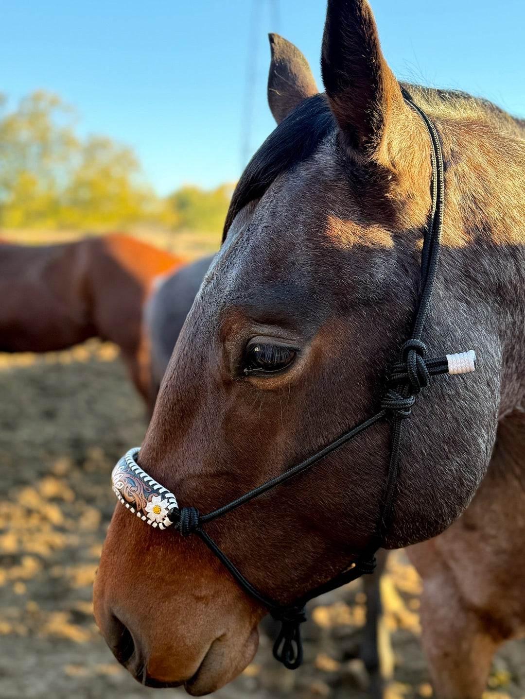 Myra Tooled Leather Horse Halter | gussieduponline